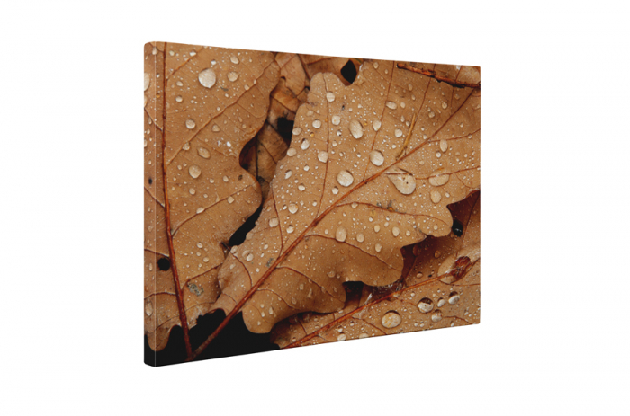 Tablou canvas : Frunze uscate acoperite de roua [5]