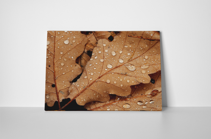 Tablou canvas : Frunze uscate acoperite de roua [2]