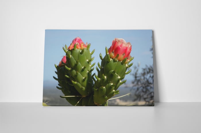 Tablou canvas : Cactus inflorit [2]