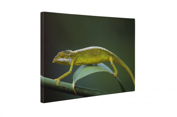 Tablou canvas : Cameleon [5]