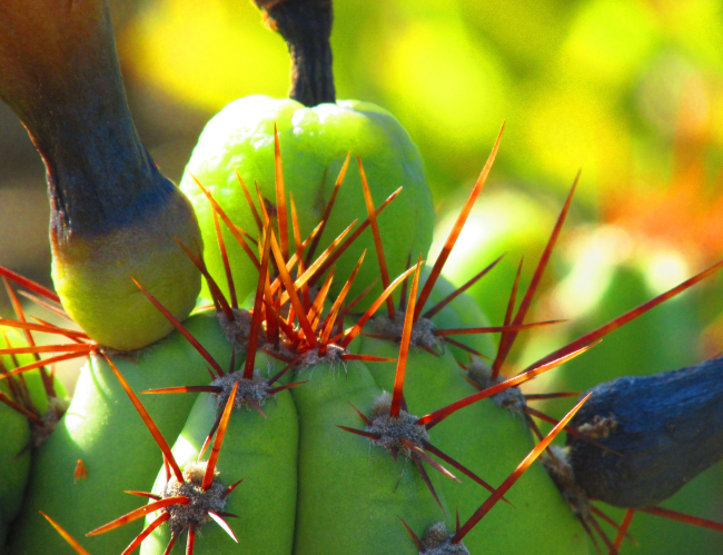 Tablou canvas : Cactus ciudat [4]