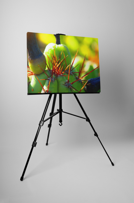Tablou canvas : Cactus ciudat [3]
