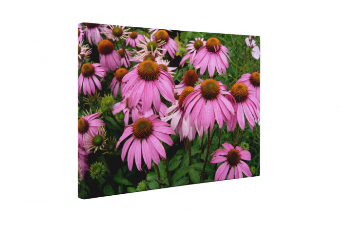 Tablou canvas : Echinaceea [5]