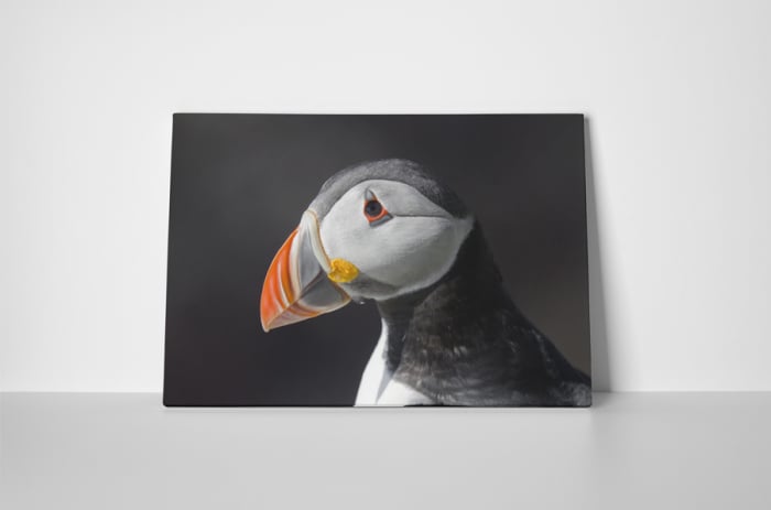 Tablou canvas : Papagal de mare [2]