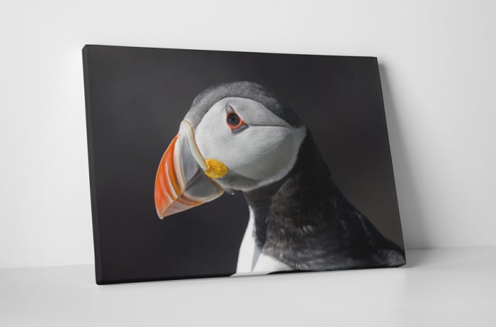 Tablou canvas : Papagal de mare [1]
