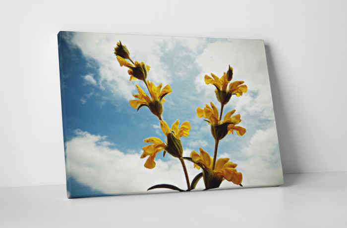 Tablou canvas : Salvia [1]