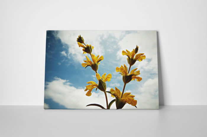 Tablou canvas : Salvia [2]