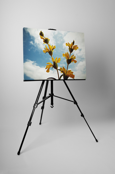 Tablou canvas : Salvia [3]