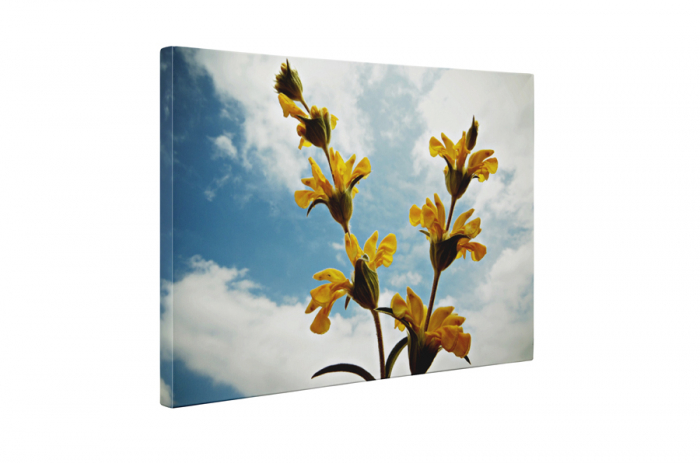 Tablou canvas : Salvia [5]