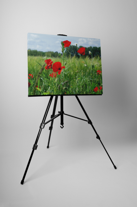 Tablou canvas : Maci peste tot [3]