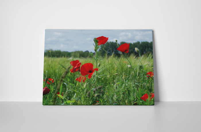 Tablou canvas : Maci peste tot [2]