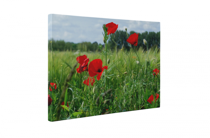 Tablou canvas : Maci peste tot [5]