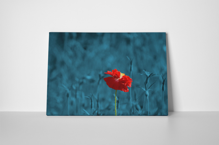 Tablou canvas : Floare speciala [2]
