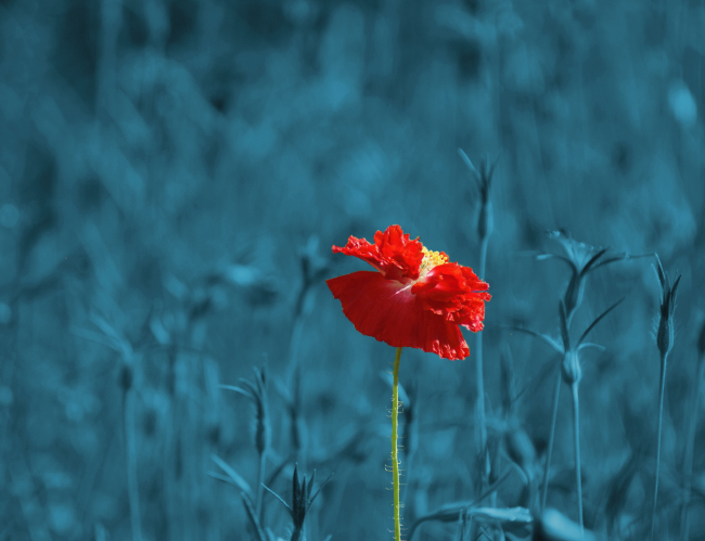 Tablou canvas : Floare speciala [4]