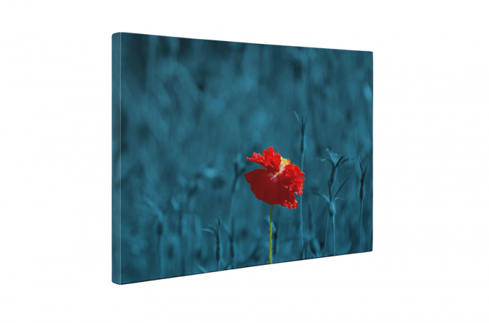 Tablou canvas : Floare speciala [5]