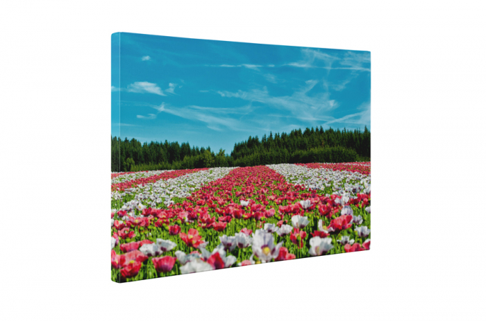 Tablou canvas : Campul colorat [5]