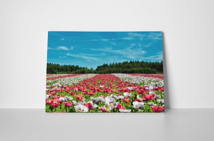 Tablou canvas : Campul colorat [2]