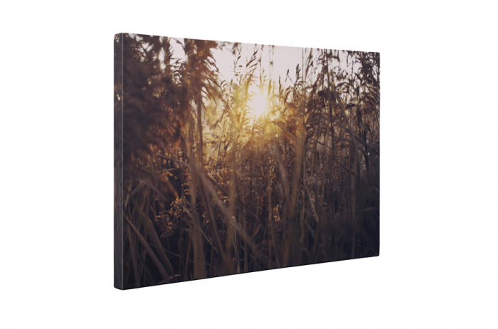 Tablou canvas : Apus de soare si iarba [5]