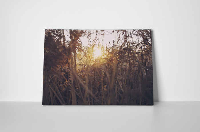 Tablou canvas : Apus de soare si iarba [2]