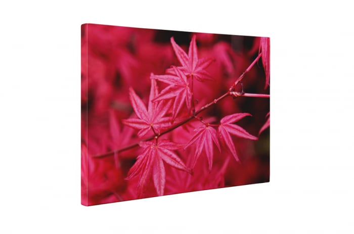 Tablou canvas : Artar japonez cu frunze rosii [5]