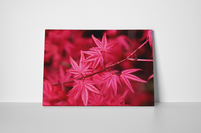 Tablou canvas : Artar japonez cu frunze rosii [2]