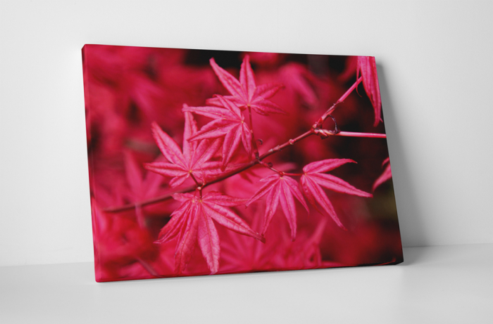 Tablou canvas : Artar japonez cu frunze rosii [1]