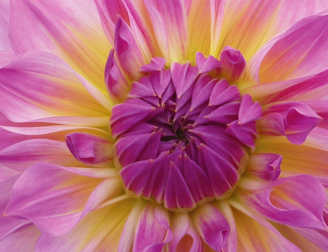 Tablou canvas : Boboc de floare [4]