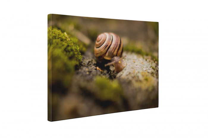 Tablou canvas : Melcul [5]