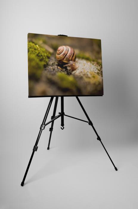 Tablou canvas : Melcul [3]