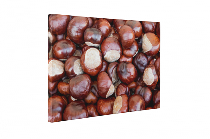 Tablou canvas : Castane [5]
