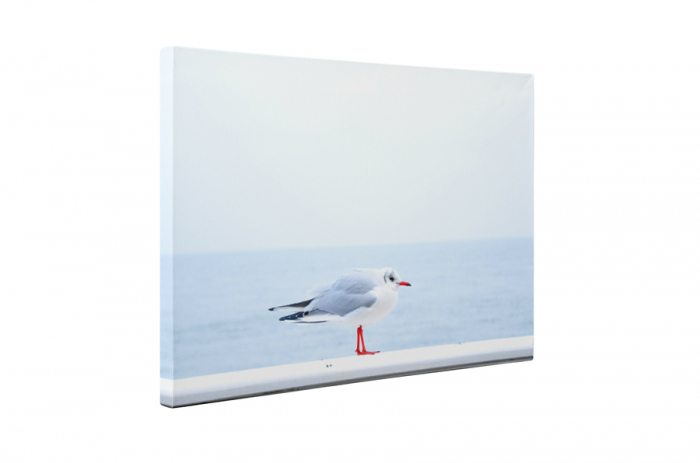 Tablou canvas : Pescarus micut [5]