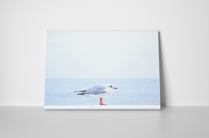 Tablou canvas : Pescarus micut [2]