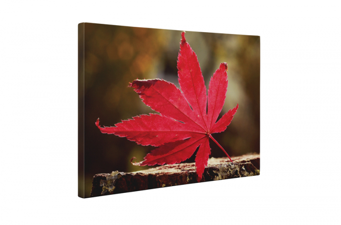 Tablou canvas : Frunze de toamna [5]