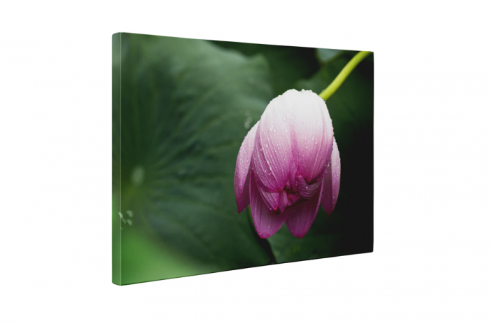 Tablou canvas : Boboc de floare mov [5]