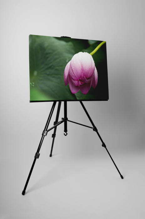 Tablou canvas : Boboc de floare mov [3]