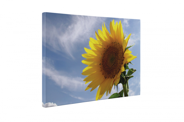 Tablou canvas : Floarea soarelui [5]