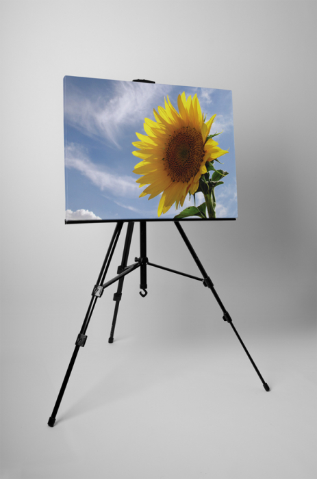 Tablou canvas : Floarea soarelui [2]