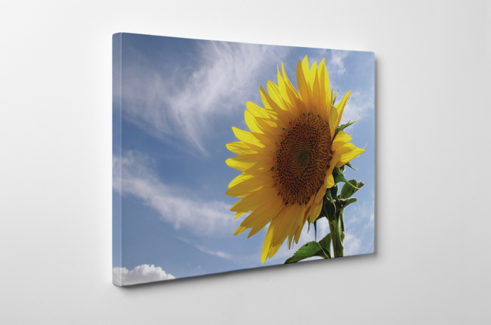 Tablou canvas : Floarea soarelui [3]