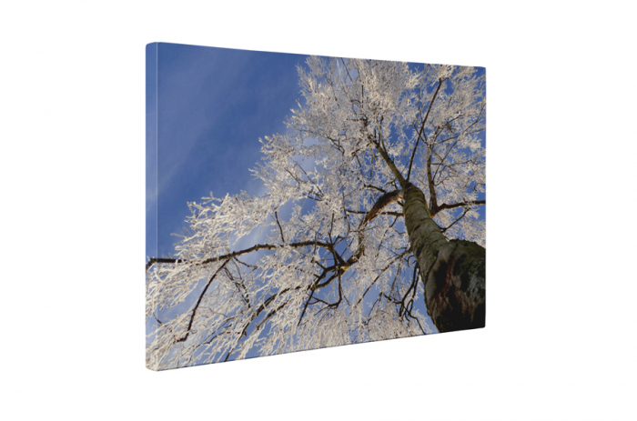 Tablou canvas : Copacul inghetat [5]