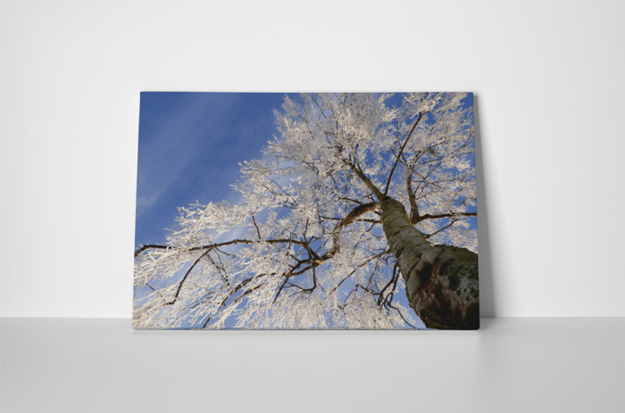 Tablou canvas : Copacul inghetat [2]