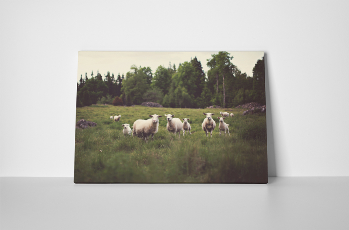 Tablou canvas : Oi pe camp [2]