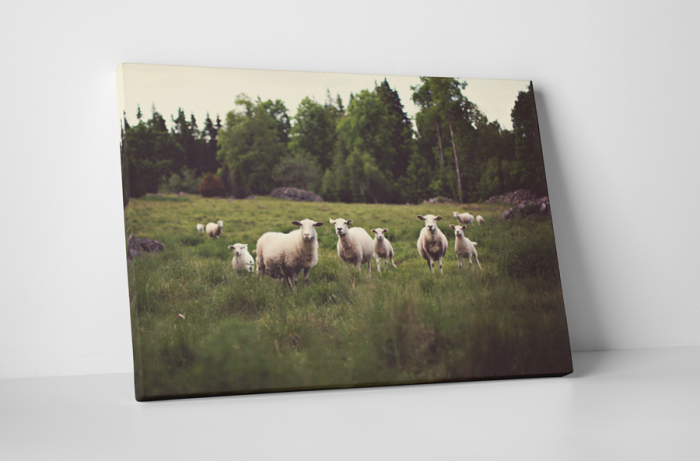Tablou canvas : Oi pe camp [1]