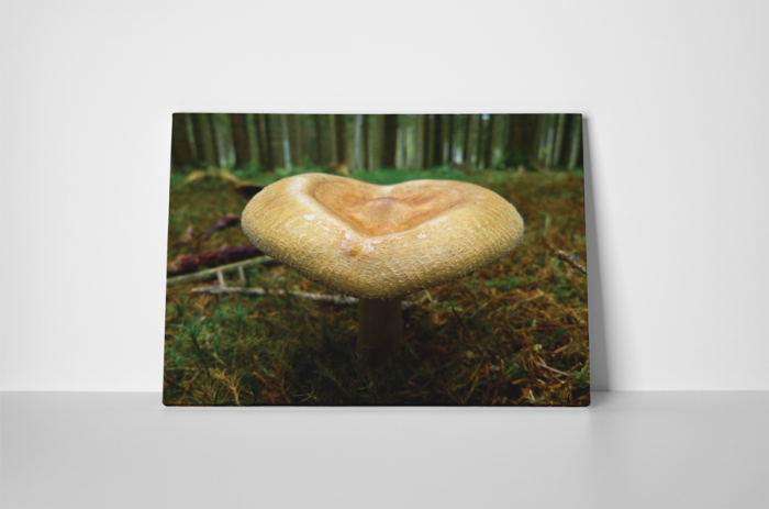 Tablou canvas : Ciuperca [2]