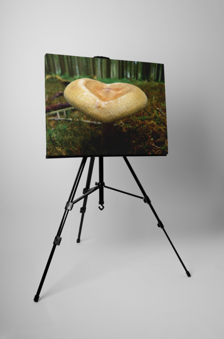 Tablou canvas : Ciuperca [3]
