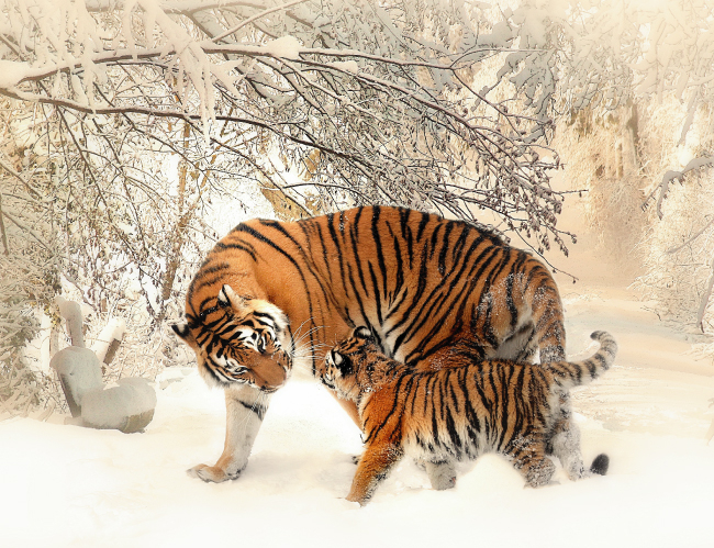 Tablou canvas : Familie de tigri [4]