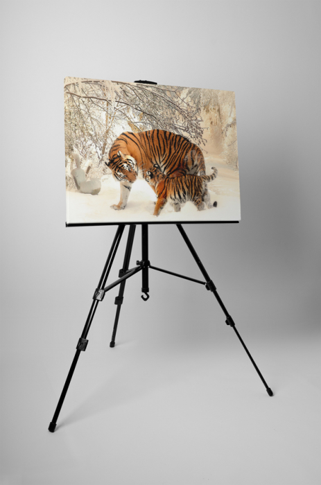 Tablou canvas : Familie de tigri [3]