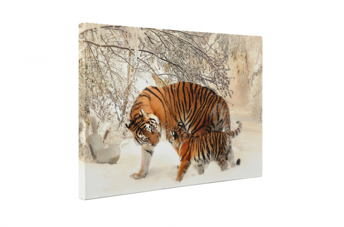 Tablou canvas : Familie de tigri [5]
