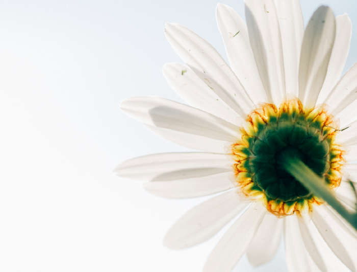 Tablou canvas : Floare alba [2]