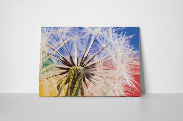 Tablou canvas : Papadie colorata [2]