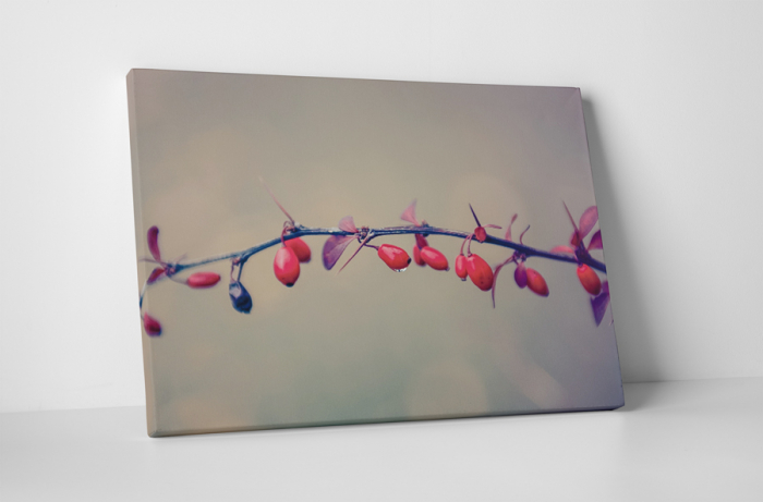 Tablou canvas : Macese coapte [1]